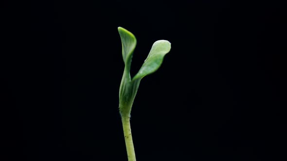 Young Green Pumpkin Plant Growing on Black Background Sprout Germinating Germination Process New