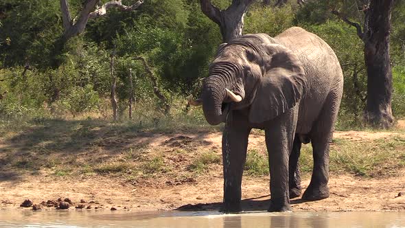 A large elephant bull standing at a waterhole takes a drink with his trunk and then spits out most o alt