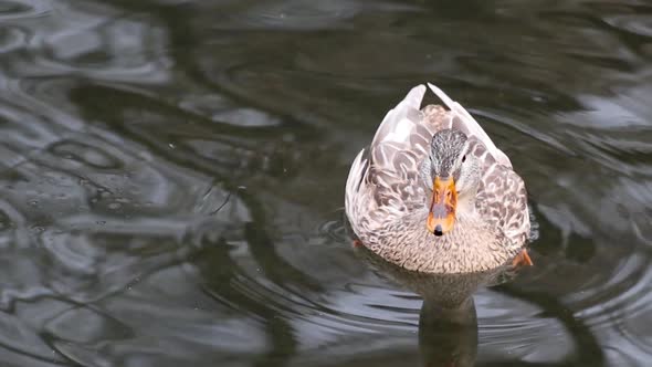 Dappled brown female hen duck bird close-up water