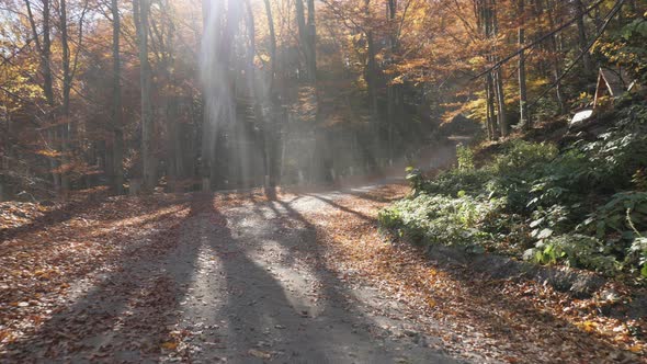 Dirt road in a forest alt