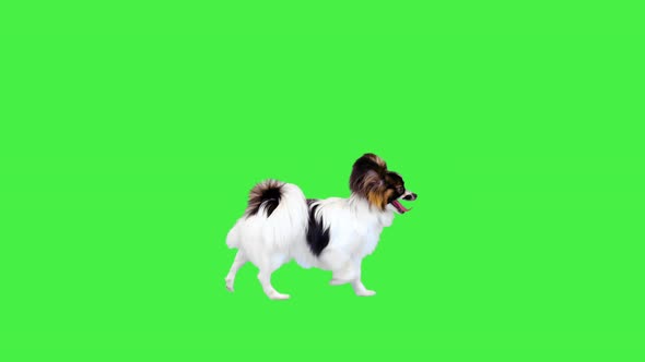 Funny Papillon Dog Running Fast on a Green Screen Chroma Key
