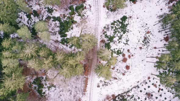 Beautiful green forest from above with some snow at the ground, smooth cinematic drone shot alt