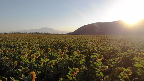 Growing Sunflowers in a Farmer's Field alt