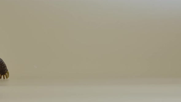 Profile of a Turtle with a Cardboard Box on a Shell on a Beige Background in the Studio alt