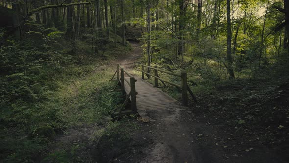 Walk through the forest in the Gauja National Park