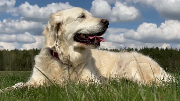 Love for Pets. Closeup Portrait of a Beautiful Golden Retriever in a Field in Sunny Summer Weather