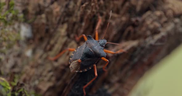 Forest Bug Redlegged Shieldbug Pentatoma Rufipes Is Species Shield Bug alt