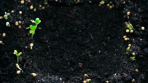 Growing Plants in Spring Timelapse, Sprouts Germination Newborn Sprouts, Agriculture Concept