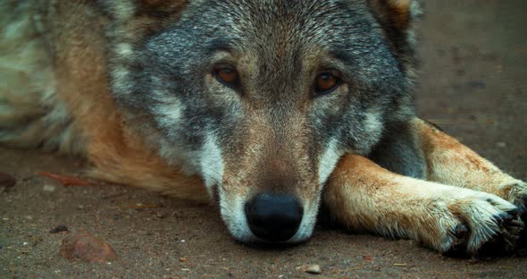 The sad wolf is resting lying on the ground. A sad animal that is kept in a zoo. Wild animal in capt