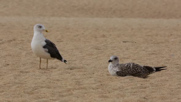 Seagulls at the Beach