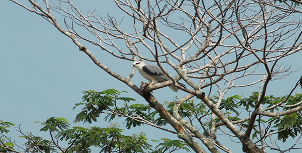 Black Shouldered Kite (Elanus axillaris)