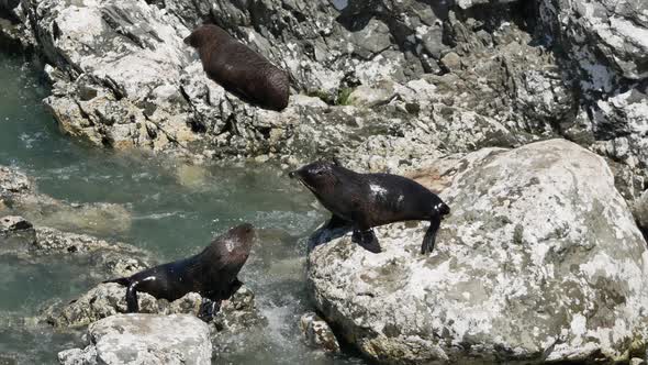 Two fur seal on the rock interact with each other at Kaikoura, South Island alt