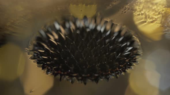 Ferrofluid. Beautiful Colors and Fantastic Shapes. Close-up.