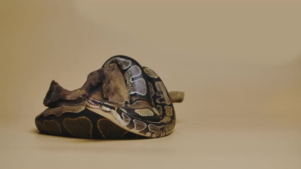 Royal Python or Python Regius on Wooden Snag in Studio Against a Beige Background alt