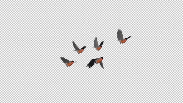 Bullfinch Birds - Flock of 5 - Flying Transition - Alpha Channel