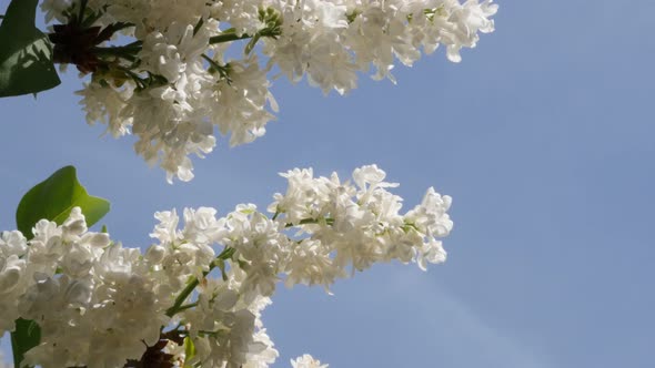 Spring white syringa flower in front of blue sky slow tilt 4K 3840X2160 30fps UltraHD footage - Comm alt