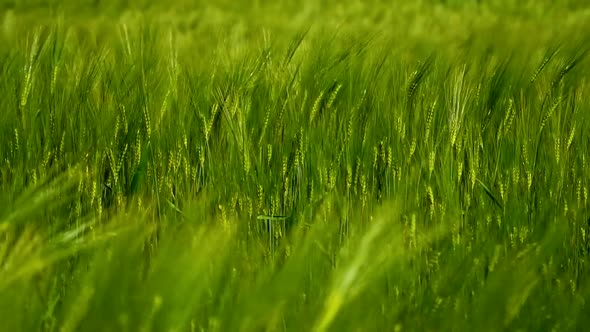 Green spikelets waving by wind alt