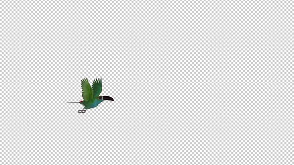 Toucan - II - Green Aracari - Flying Transition 1 - Side View LS