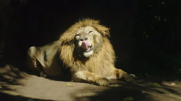 African Golden Lion Licks His Lips Lying in the Rays of Sunny Sun in Jungle