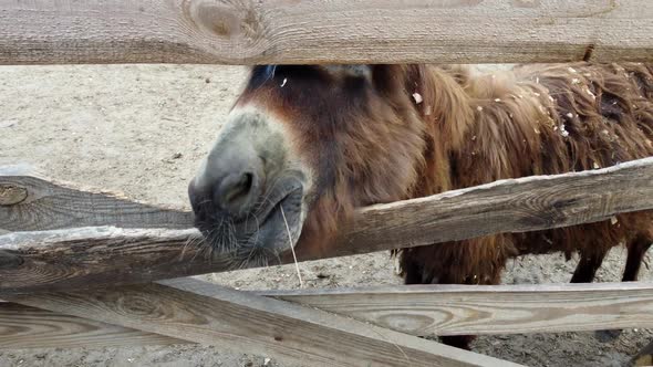 One Donkeys Stand Behind a Corral Fence at a Donkey Farm alt