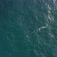 Aerial Topdown View Over the Whale Floating in Blue Ocean Water, in Wild Natural Environment - VideoHive Item for Sale