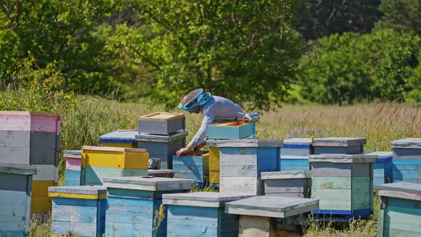 Apiary in summer alt
