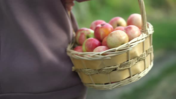 Closeup of a Basket in Which There are Many Ripe Apples