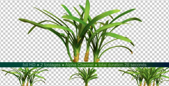 Real Plants