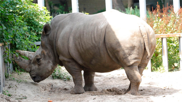 Big Rhinoceros