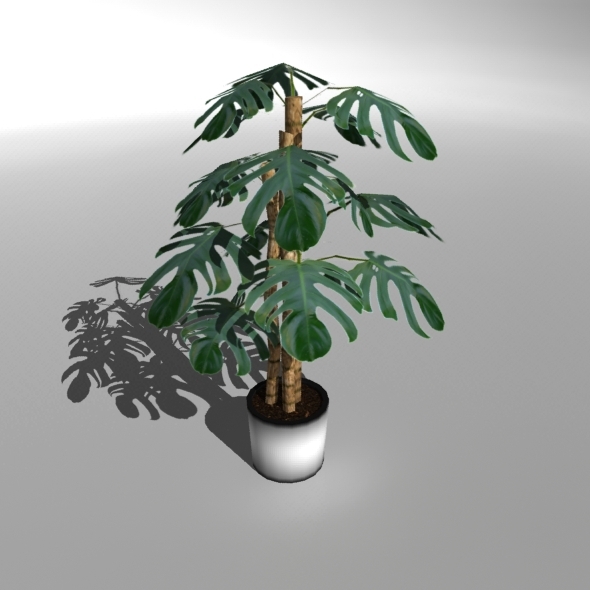 Low-poly Plant Philodendron - 3Docean 6853270