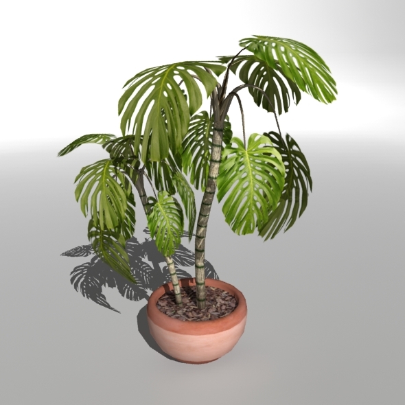 Low-poly Plant Philodendron - 3Docean 112200