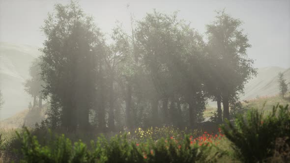 Sunbeams Entering Coniferous Stand on a Misty Summer Morning alt