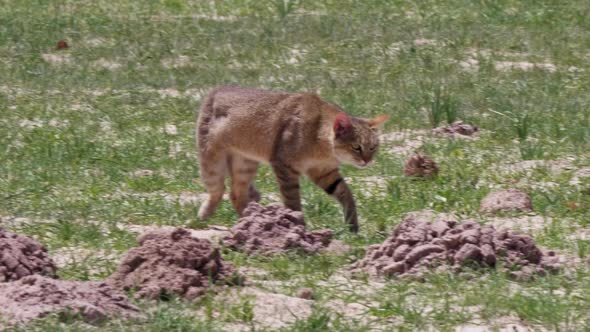 Southern African Wildcat roaming in an open field in Botswana, Telephoto shot. alt
