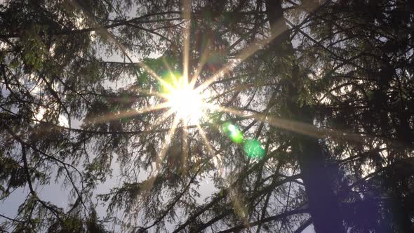 Sun Ray In The Leaves Of The Trees alt