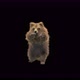 187 Bear Standing Magic Attack 4K - VideoHive Item for Sale