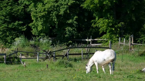 White Horse on the Farm in Summer Day Green Meadow Blue Sky alt