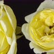 Yellow Rose Blossom - VideoHive Item for Sale