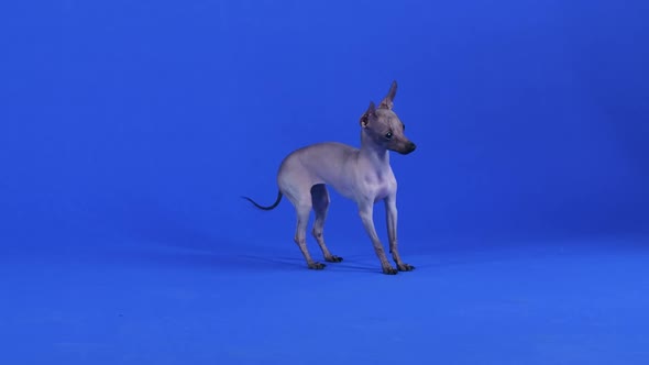 Xoloitzcuintle Stands in Full Growth in the Studio Against a Blue Background alt