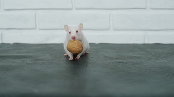 White Funny Charming Albino Hamster Carries in Its Mouth Whole Walnut in Shell alt