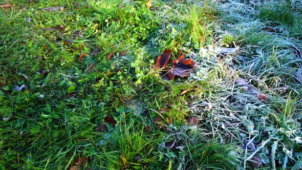 Frost on the grass. Shooting in the autumn park. alt