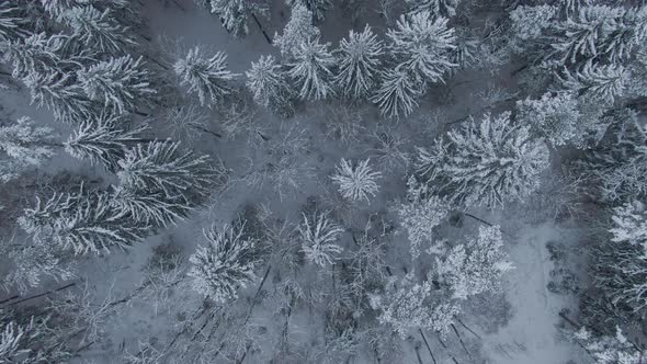 Aerial View Down to Winter Forest