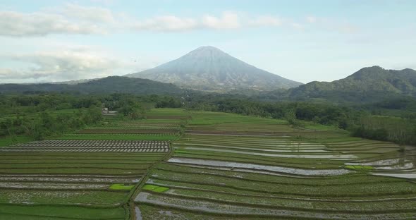 Aerial backwards shot of idyllic Rice Fields and massive active Gunung Sumbing stratovolcano in Cent alt