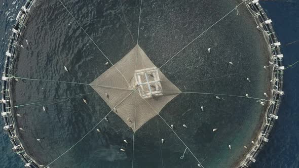 Fish Production in Cages Became Highly Popular Among the Small or Limited Resource Farmers alt