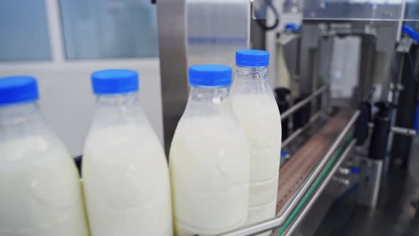 Milk bottles on a conveyor line alt