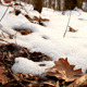 Snow In Forest - VideoHive Item for Sale