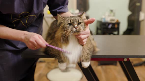 Close Up of Cat Face Held By Groomer in Cat Spa Brushing Its Hair alt