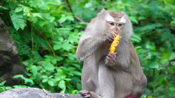 Monkey baby eating fruit in forest for sunrise natural travel in holiday trip. alt
