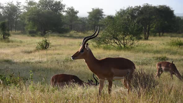 Closeup View of Impala Antelopes on Grazing at Kruger National Park