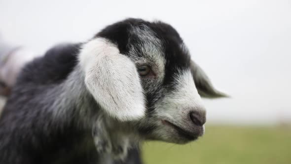 Portrait of a Baby Goat