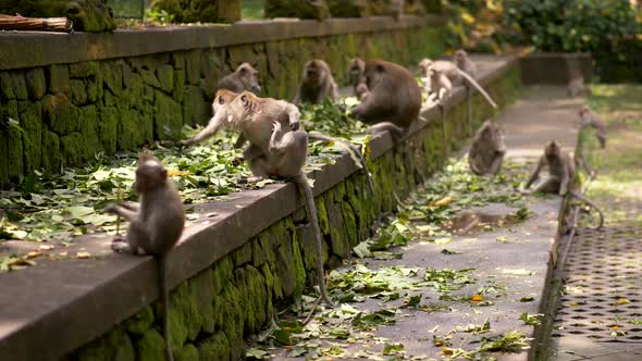 Monkey Animals In Ubud Monkey Forest In Ubud Bali Indonesia By Silver John